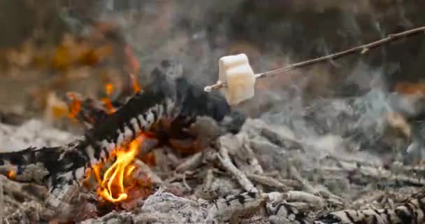 Marshmallow arrostenti su bastone a falò. Falò ardente di rami secchi nella foresta — Video Stock