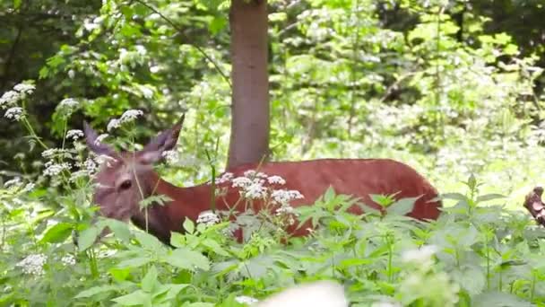 작은 갈색 사슴은 여름철의 화창 한 날에야 생식물을 먹는다 — 비디오