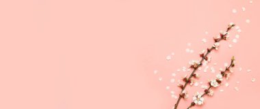 Pembe arka planda taze kiraz çiçekleri. Düz yerde, üst tarafta. Uluslararası Kadınlar Günü için tebrik kartı.