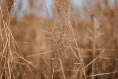 Cortaderia selloana veya pampas otlarının soyut doğal arkaplanı.