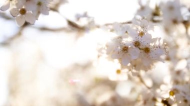 Bahar arkaplanında kiraz çiçekleri