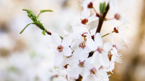 Güneşli bir günde ilkbahar kiraz çiçekleri. Bahar beyaz çiçekleri arka plan — Stok video
