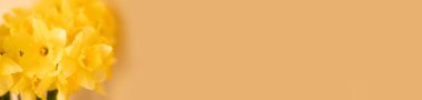 Sarı nergisli pankart. Fotokopi alanı olan bej bir arka planda güzel bahar çiçekleri. İlkbahar