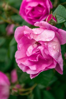 Merhaba bahar. Doğada güzel taze güller. Doğal bahar ve yaz geçmişi. Parktaki gül çalısı..