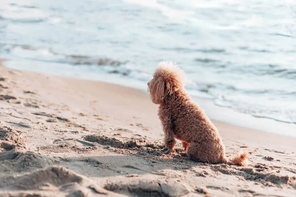 Stilig Pudel Sitter Stranden Vid Havet Solig Dag Blickar Mot — Stockfoto