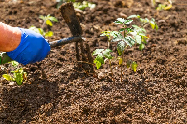 野菜を育てるために地面に植物を植えるプロセス — ストック写真