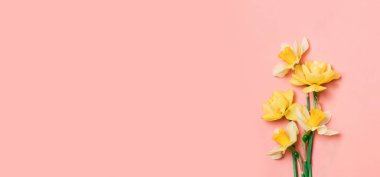 Kopya alanı olan sarı nergis. Moda pembe arka planda güzel bahar çiçekleri ve fotokopi alanı. Düz yatış, üst görünüm.