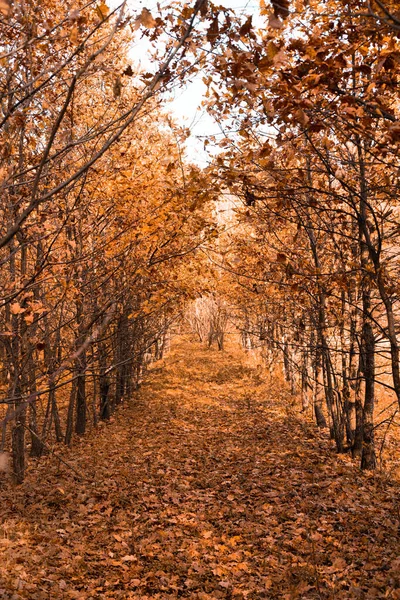 Piękna Jesienna Aleja Złotymi Drzewami Jasnymi Liśćmi Słońcu — Zdjęcie stockowe