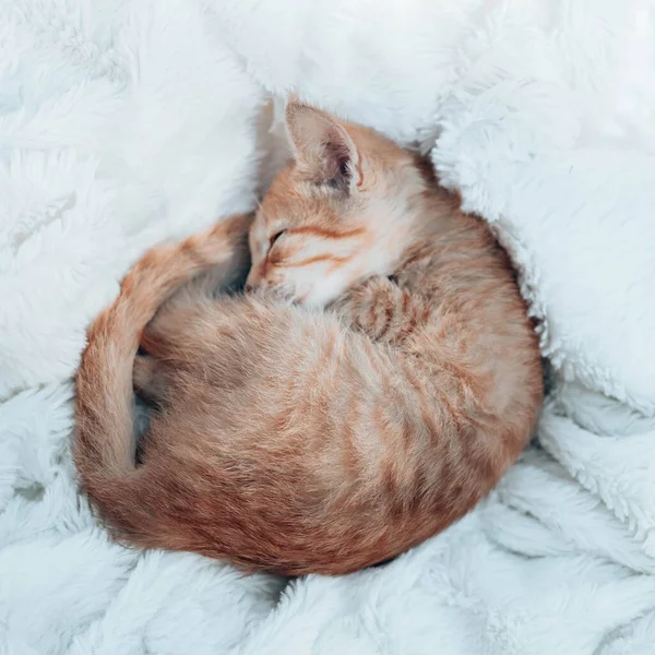 Kleine Ingwerkätzchen schlafen auf einer weichen Decke auf dem Sofa im Wohnzimmer. Das Tier schläft zu Hause. Vertikale Foto-Orientierung — Stockfoto