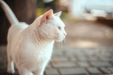 Heterokromisi olan beyaz kızgın beyaz kedi sokağa bakıyor.