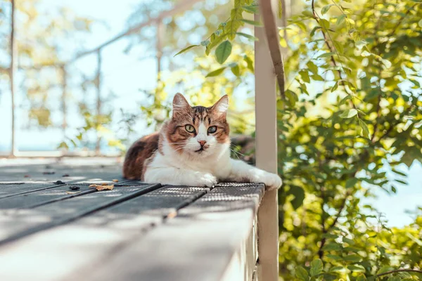 Fluffig tabby katt vilar på en trä terrass på sommaren med kopieringsutrymme. Vilo- och avslappningskoncept — Stockfoto