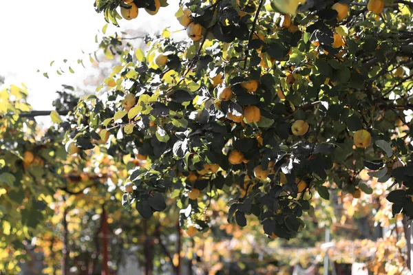 Reife Quittenfrüchte Auf Einem Baum Zweige Bereit Zur Ernte — Stockfoto