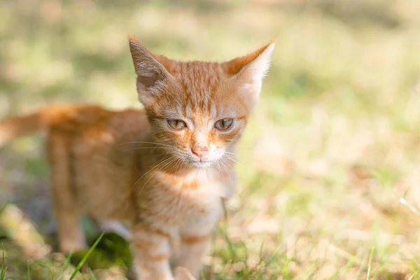 Рыжий котенок Тэбби с длинными усами в солнечный день. Рыжий кот животное на траве в городском парке. — стоковое фото