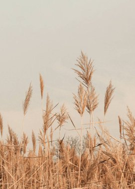 Kahverengi tüylü otlaklar rüzgarda sallanıyor, doğal olarak az bulanık bahar arkaplanı, seçici odak.