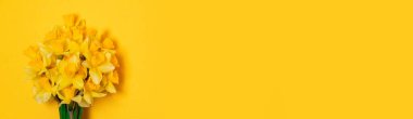 Kopya alanı olan sarı nergis. Bej arka planda güzel bahar çiçekleri ve fotokopi alanı. Düz yatış, üst görünüm.
