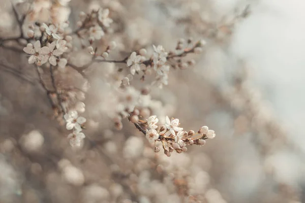 Gyönyörű fény tavaszi banner vagy vízszintes háttér finom virágzó sárgabarack vagy cseresznyevirág a napfényben. Romantikus gratulációs kártya — Stock Fotó