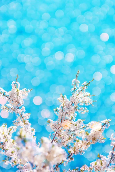 Hermoso fondo de naturaleza abstracta de primavera floral con ramas de cerezo en flor sobre un fondo azul, panorama del paisaje, espacio de copia. — Foto de Stock