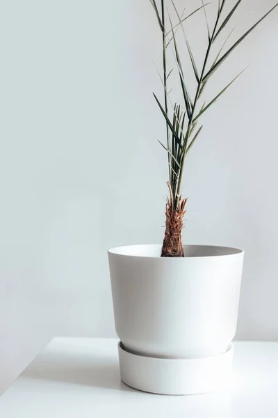 Planta tropical com folhas exuberantes perto da parede branca. Interior minimalista moderno com uma planta em casa. Houseplant no interior. — Fotografia de Stock