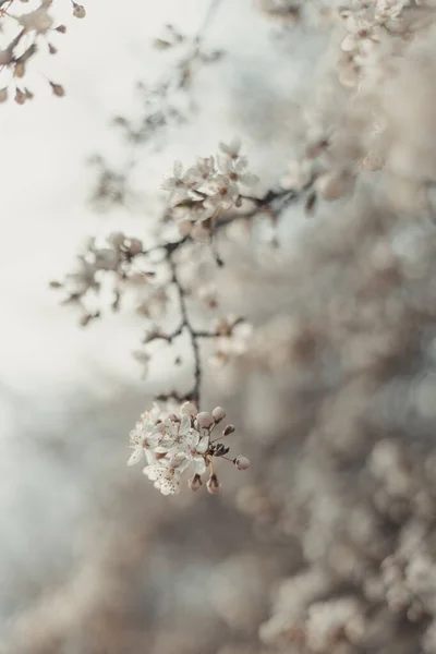 Belle bannière de printemps cosmos ou fond horizontal avec de délicates fleurs de cerisier en fleurs sur fond bokeh pastel. Romantique — Photo