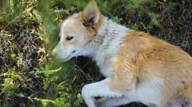 Tatlı kızıl köpek yerde yatıyor ve dinleniyor.