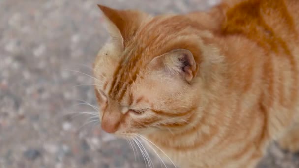 Lucu kucing merah tabby menjilati bibirnya — Stok Video