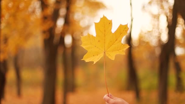 Mano femenina sosteniendo hoja de arce amarillo en un hermoso bosque o parque de otoño amarillo. Temporada dorada — Vídeos de Stock