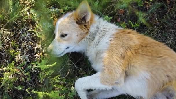 かわいい生姜子犬が地面に横たわって休息 — ストック動画