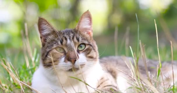 Porträtt av en randig grå vit katt ligger, vilar på det gröna gräset i trädgården — Stockvideo