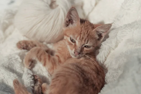 Slapen pluizige gember kat. Sleepy tomcat op witte zachte bedsprei. Thuis huisdieren. Gezellige thuis achtergrond, ochtend slaap tijd. — Stockfoto