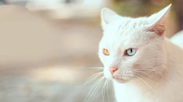 Beautiful adult white fluffy wool cat with different color eyes on the street. Heterochromia of the eyes — Stock Photo, Image