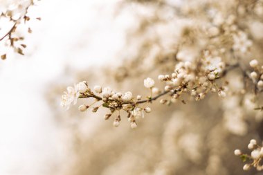 Güzel kozmos bahar afişi ya da Pastel Bokeh arka planında çiçek açan kiraz çiçekleri olan yatay arka plan. Romantik manzara manzarası, kopyalama alanı.