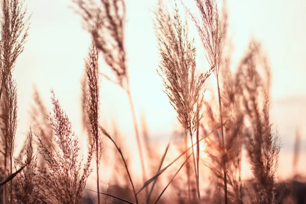 Hierba suave de pampas doradas al atardecer. Primavera o verano naturaleza abstracta fondo — Foto de Stock