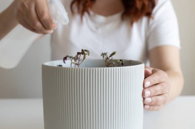 Evde sprey şişesiyle gri bir tencerede domates fideleri sulamak.