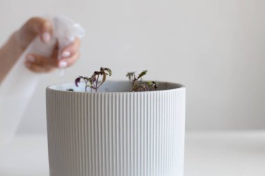 Evde sprey şişesiyle gri bir tencerede domates fideleri sulamak.