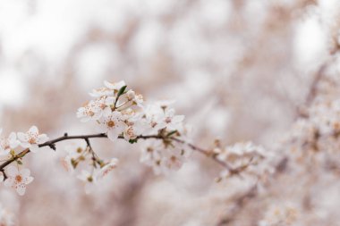 Güzel kozmos bahar afişi ya da pembe arka planda çiçek açan kiraz çiçekleriyle yatay arka plan. Romantik manzara manzarası, kopyalama alanı.