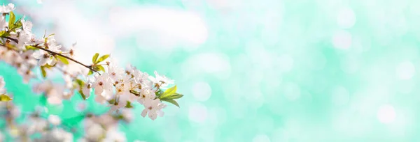 Longue Bannière Horizontale Avec Cerisier Fleurs Fleurs Abricot Sur Fond — Photo