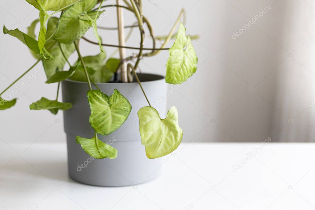 Syngonium podophyllum liana, a herbaceous evergreen native in gray concrete pot on white table against a gray background. Empty white wall and copy space