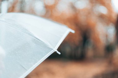 Soğuk yağmurlu bir günde şeffaf şemsiye. Yağmurlu hava konsepti. Güzel sonbahar parkı
