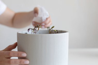 Evde sprey şişesiyle gri bir tencerede domates fideleri sulamak.