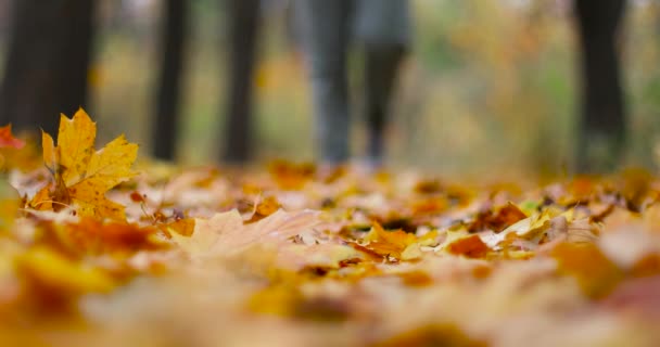 Passeggiata nella foresta autunnale. Le gambe di persona in scarpe da ginnastica sportive grigie camminano su foglie gialle, arancioni e rosse cadute in parco urbano — Video Stock