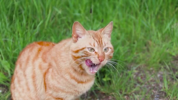 Lustiges erwachsenes rot gestromtes Kätzchen leckt seine Lippen auf grünem Gras — Stockvideo