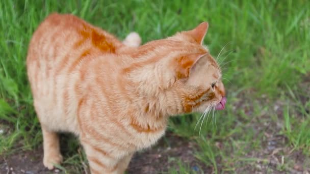 Αξιολάτρευτο ενηλίκων κόκκινο tabby γάτα γλείφει τα χείλη του μετά το μεσημεριανό γεύμα στο πάρκο το καλοκαίρι — Αρχείο Βίντεο
