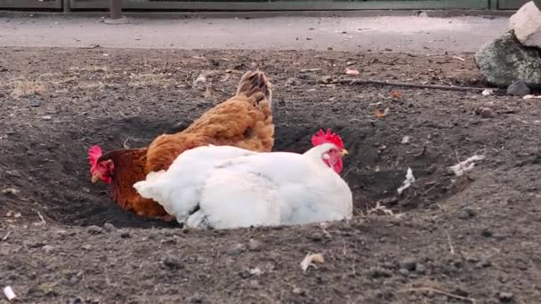 母鸡和公鸡躺在地里，在农场的花园里，它们的羽毛洁白干净 — 图库视频影像