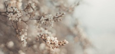 Bahar sınırı ya da arka plan sanatı, güneşli, güzel kiraz çiçekleri bulanık ve aydınlık ışınlar.