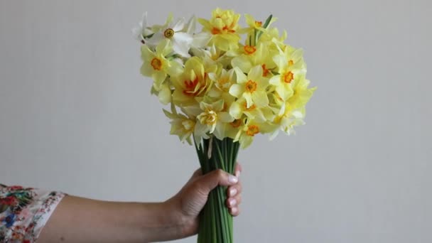 Manos Caucásicas Con Flores Narcisos Amarillos Casa Día Madre Cumpleaños — Vídeos de Stock