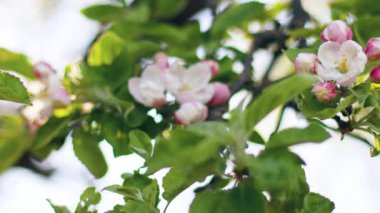 Elma dalında bahar elması çiçekleri bahçede çiçek açar..