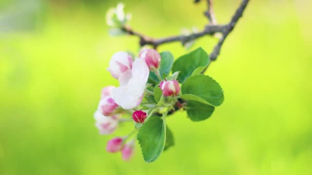 Spring apple flowers on apple branch trees blossom in the garden. — Stock Video