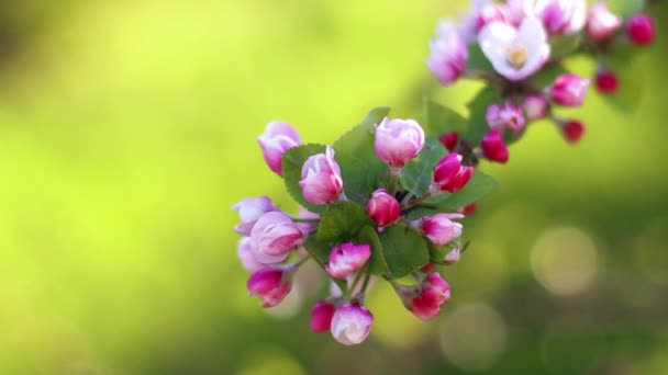 Voorjaar appelbloemen op appeltak bomen bloeien in de tuin. — Stockvideo