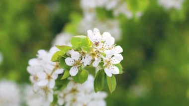 Bahçede inanılmaz armut dalları çiçek açıyor. Bitkiler rüzgarda sallanıyor. İlkbahar.