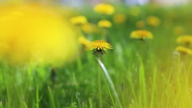 Güneşli bir günde sarı karahindiba ile ilkbahar yeşil tarlası. Romantik manzara manzarası, kopyalama alanı.